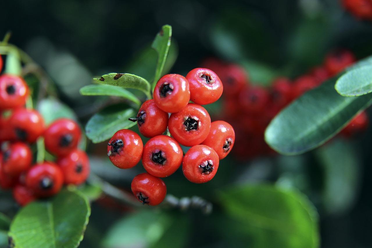 阳的压迫防 阳的压迫防